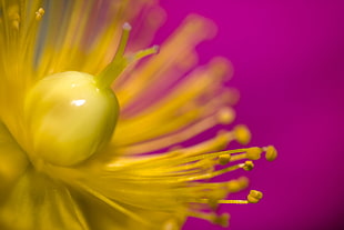 shallow focus of yellow flower stigma