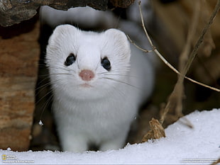 white smink, stoats, National Geographic, animals, snow HD wallpaper