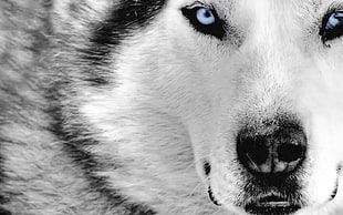 white wolf, nature, animals, wolf, selective coloring