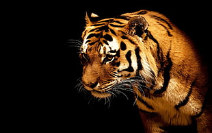 yellow and black tiger, tiger, animals, big cats HD wallpaper
