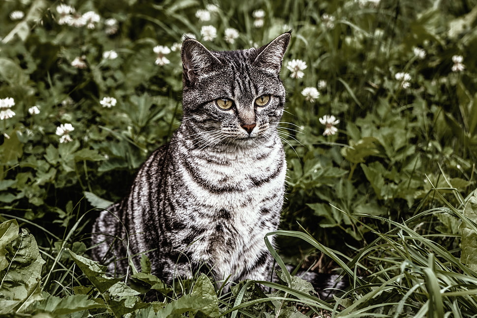 short-coated gray and black cat HD wallpaper