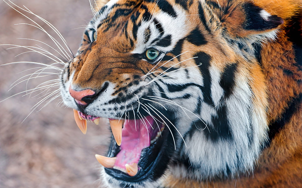 photo of Tiger HD wallpaper