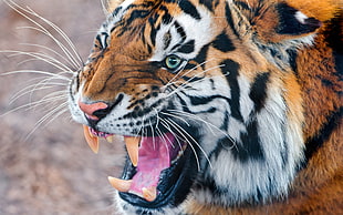 photo of Tiger