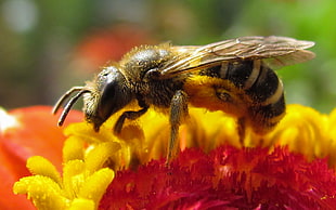 close photo of Honeybee on red petaled flower during daytime, zinnia