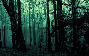 black bare trees, forest, landscape, dark, nature HD wallpaper