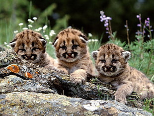 three brown caracal kittens, animals, baby animals, pumas
