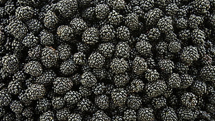 black berries, food, plants, fruit, blackberries HD wallpaper