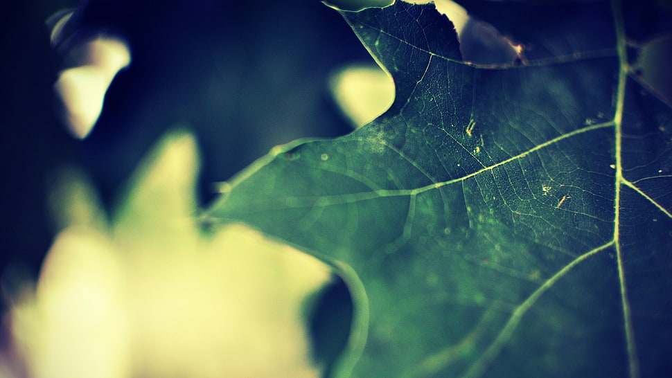 green leaf HD wallpaper