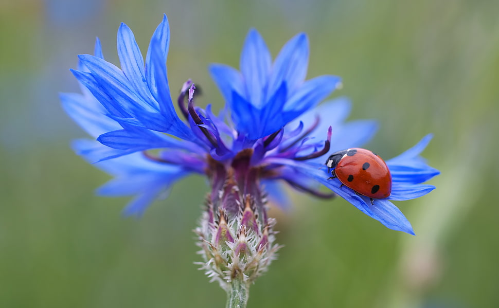 close photo red Ladybug on purple flower HD wallpaper
