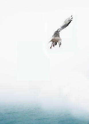 flying white Seagull photo