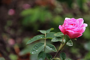 selective focus photography of pink Rose flowers