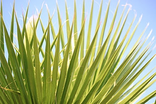 fan palm plant, palma