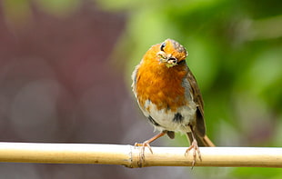 selective focus photography of brown and white bird perching on beige stick, robin