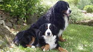 two Bernese Mountain dogs on green grass during daytime