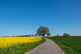 road with tress and flowers under blue sky HD wallpaper