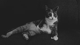 silver tabby cat, Cat, Lying, Bw HD wallpaper