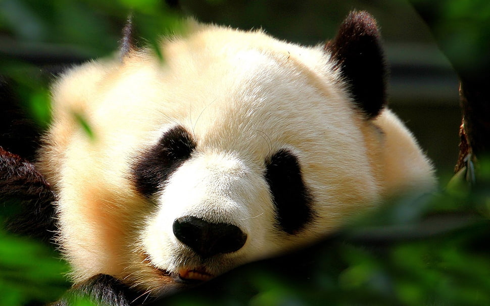 photo of sleeping Panda HD wallpaper
