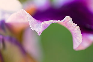 purple digital flower