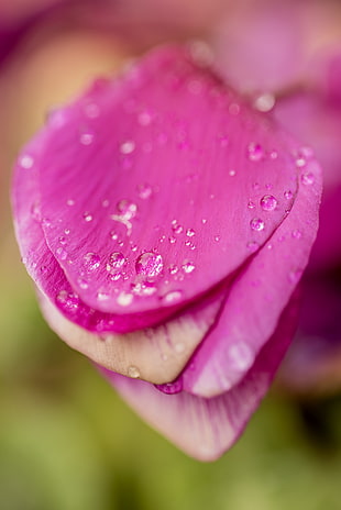 macro photography of pink orchid