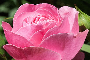 pink Rose flower in macro photo