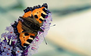 closeup photo of orange and black butterfly on white cluster flowers