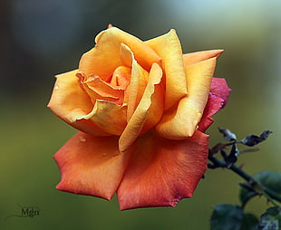 shallow focus photography of orange and red flower, rose