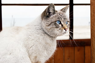 white and gray short coated cat