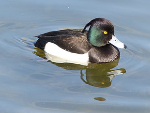 black and white duck on water during daytime, tufted duck
