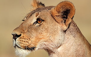lioness close-up photography