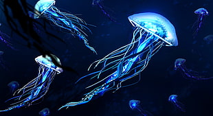 underwater photography of blue jellyfishes