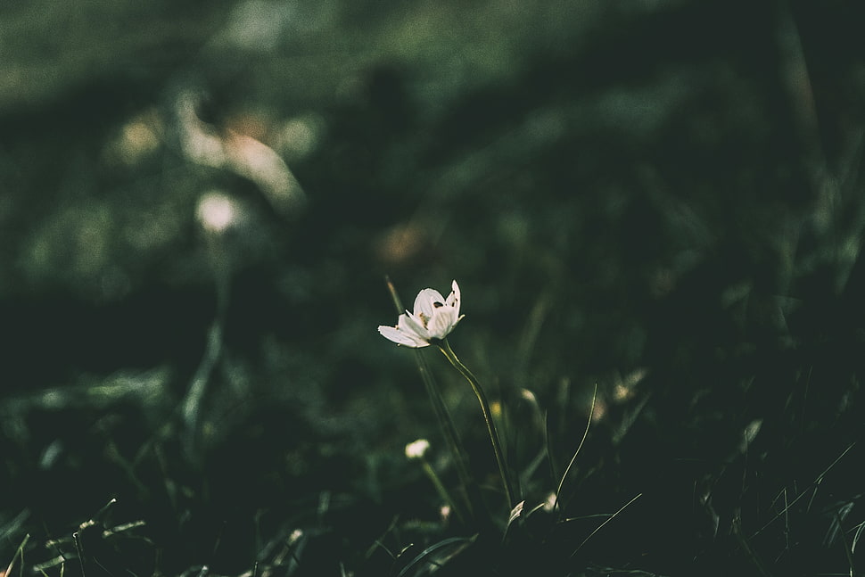 white petaled flwoer, Flower, Grass, Blur HD wallpaper