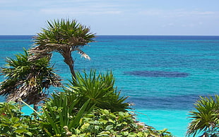 closeup photo of green palm tree near shoreline during daytime HD wallpaper