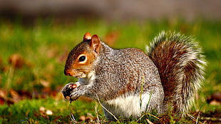 shallow focus photography of gray white and brown squirrel on green grass field during daytime