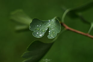 green leaf, landscape, nature, water drops
