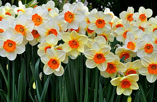 panoramic photo of white-and-orange petaled flowers HD wallpaper