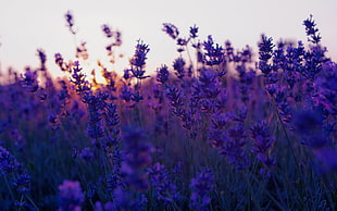 bed of purple petaled flower, nature, flowers, landscape, lavender