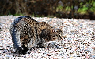 adult short-coated brown and gray cat