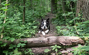 white and black Boston Terrier jumped over log in the forest during daytime