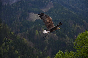 top-view of bald eagle HD wallpaper