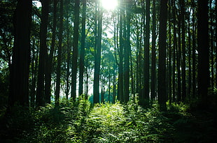 Halong Bay, Trees, Forest, Light