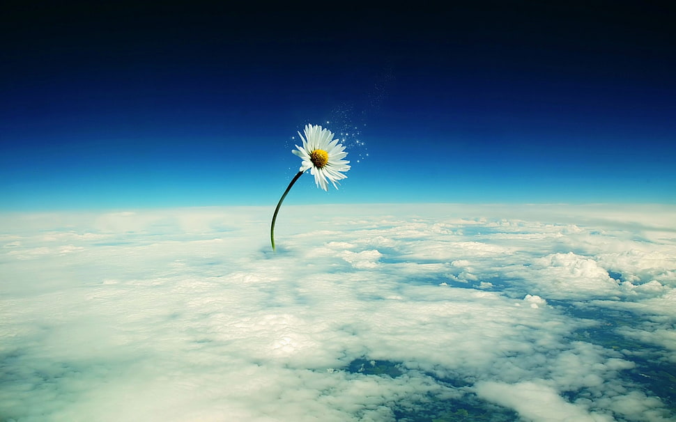 white Daisy flower above the clouds wall paper HD wallpaper