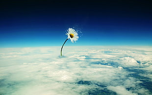 white Daisy flower above the clouds wall paper