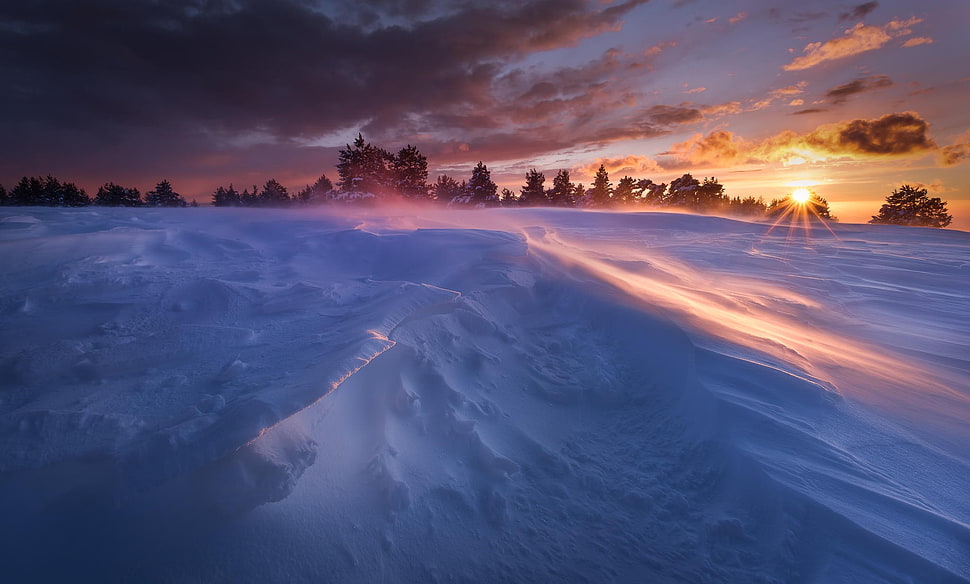 snow field, landscape, snow, nature, trees HD wallpaper