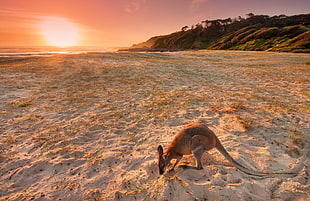 brown Kangaroo, animals, landscape, beach, sand