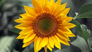yellow sunflower plant