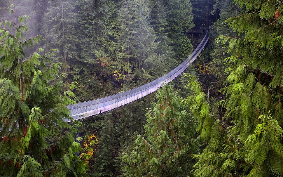 gray hanging bridge above the tress HD wallpaper