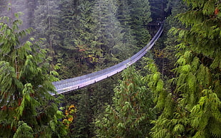 gray hanging bridge above the tress HD wallpaper