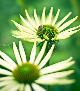 close up photo of a brown bug on white flower HD wallpaper