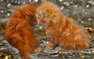 two orange kittens sitting next to each other HD wallpaper