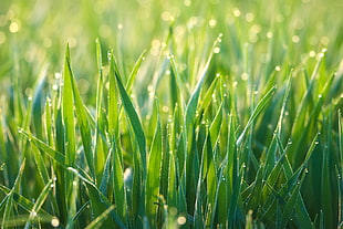 close-up photo of green linear grass during daytime